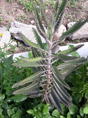 Kalanchoe × houghtonii
