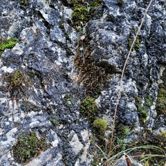 Orthothecium rufescens