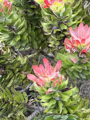 Mimetes fimbriifolius