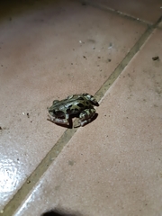 Kassina senegalensis