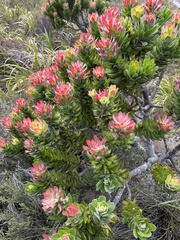 Mimetes fimbriifolius