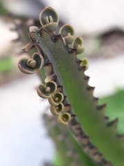 Kalanchoe × houghtonii