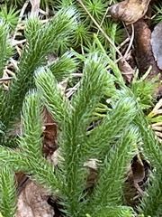 Lycopodium clavatum
