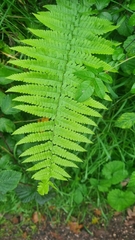 Dryopteris