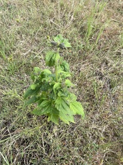 Chromolaena odorata