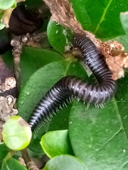 Ommatoiulus moreleti