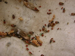 Arocatus melanocephalus