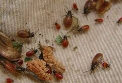 Arocatus melanocephalus