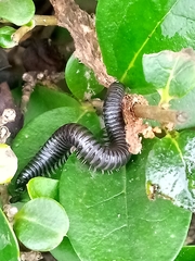 Ommatoiulus moreleti