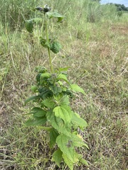 Chromolaena odorata