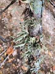 Ramalina subleptocarpha