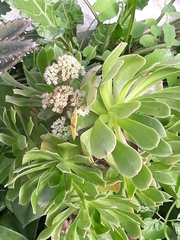 Aeonium percarneum