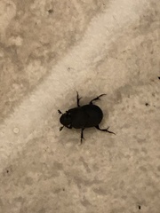 Onthophagus hecate
