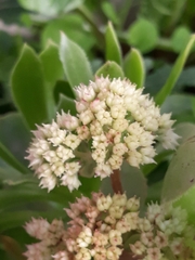 Aeonium percarneum