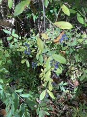 Ligustrum obtusifolium