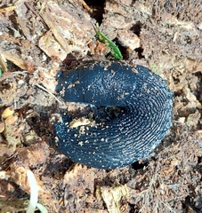 Limax cinereoniger