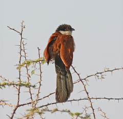 Centropus senegalensis