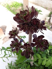 Aeonium