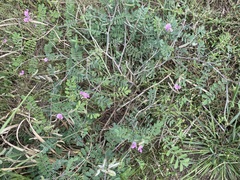 Tephrosia purpurea