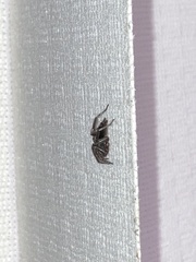 Herpyllus ecclesiasticus