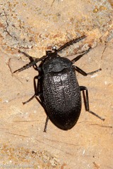 Penthe pimelia