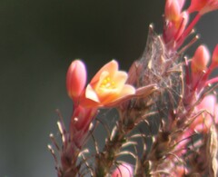 Hesperaloe