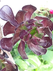Aeonium