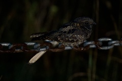 Antrostomus vociferus