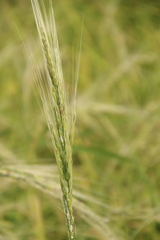 Oryza
