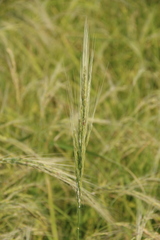 Oryza