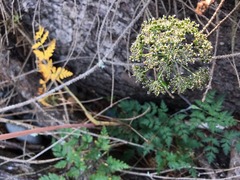 Conioselinum gmelinii