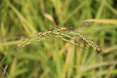 Oryza