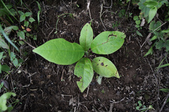 Magnolia dealbata