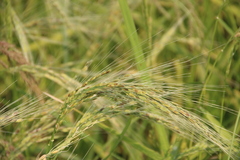 Oryza