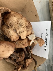 Armillaria ostoyae