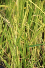 Oryza