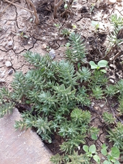 Petrosedum sediforme