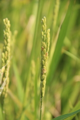 Oryza