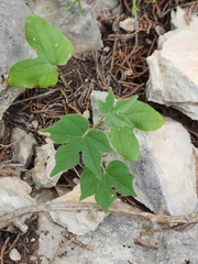 Ipomoea lindheimeri