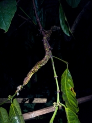 Craspedocephalus malabaricus