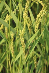 Oryza