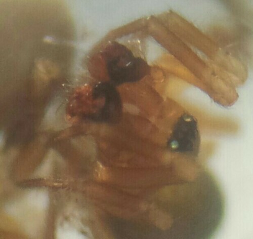 Asthenargus paganus