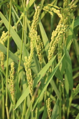 Oryza