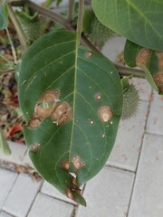 Alternaria tenuissima