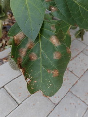 Alternaria tenuissima