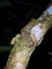 Craspedocephalus malabaricus