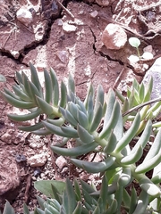 Petrosedum sediforme