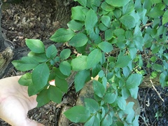 Vaccinium corymbosum