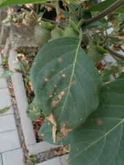 Alternaria tenuissima