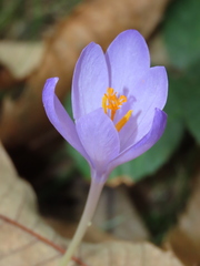 Crocus nudiflorus